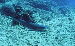 Sipadan_2015_Requin corail ou Aileron blanc du lagon_Triaenodon obesus_IMG_2056_rc